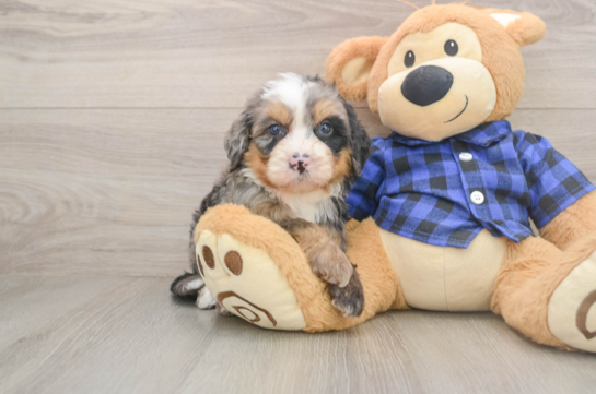 Mini Bernedoodle Puppy for Adoption