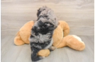 Best Mini Bernedoodle Baby