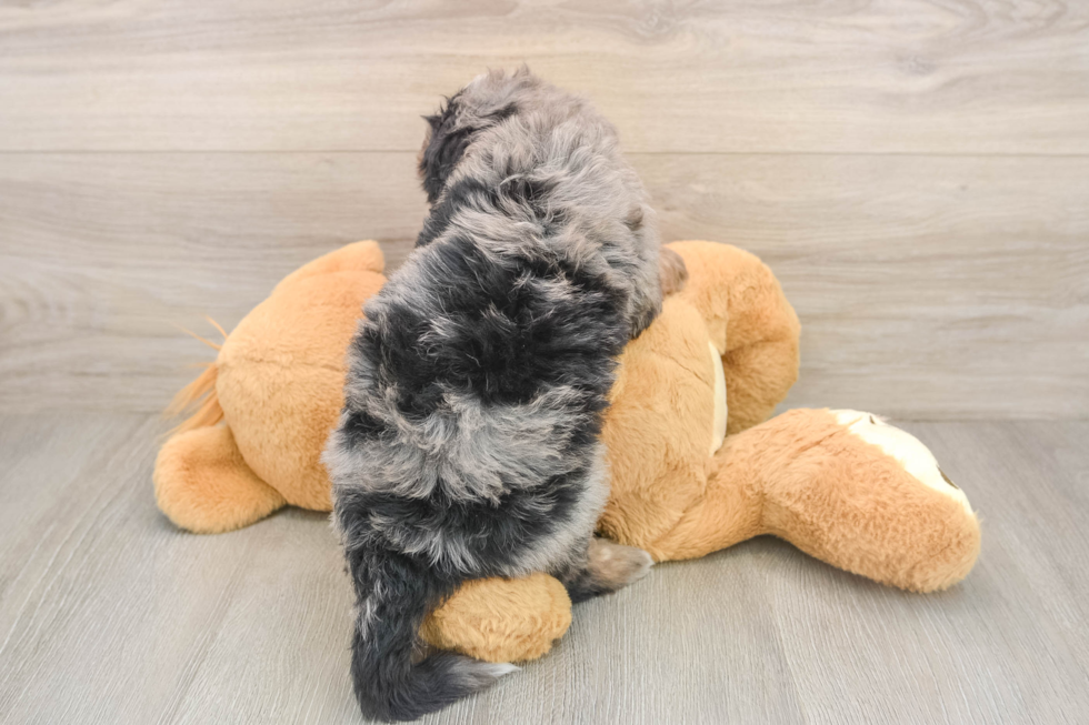 Best Mini Bernedoodle Baby