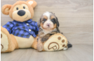Mini Bernedoodle Puppy for Adoption