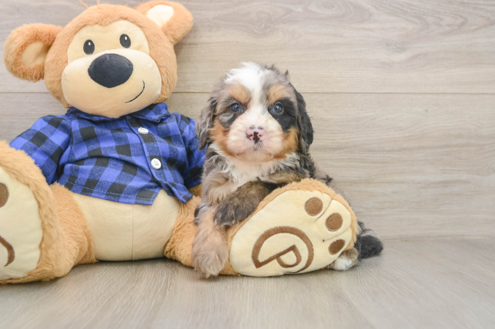 Mini Bernedoodle Puppy for Adoption