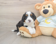 5 week old Mini Bernedoodle Puppy For Sale - Florida Fur Babies