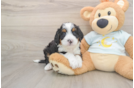 Mini Bernedoodle Pup Being Cute