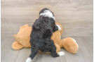 Best Mini Bernedoodle Baby