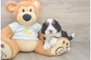 Best Mini Bernedoodle Baby