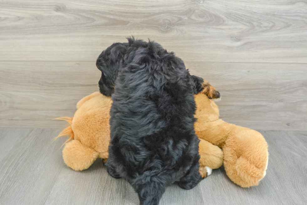 Hypoallergenic Mini Berniedoodle Poodle Mix Puppy