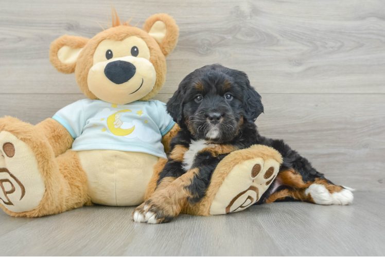 Best Mini Bernedoodle Baby