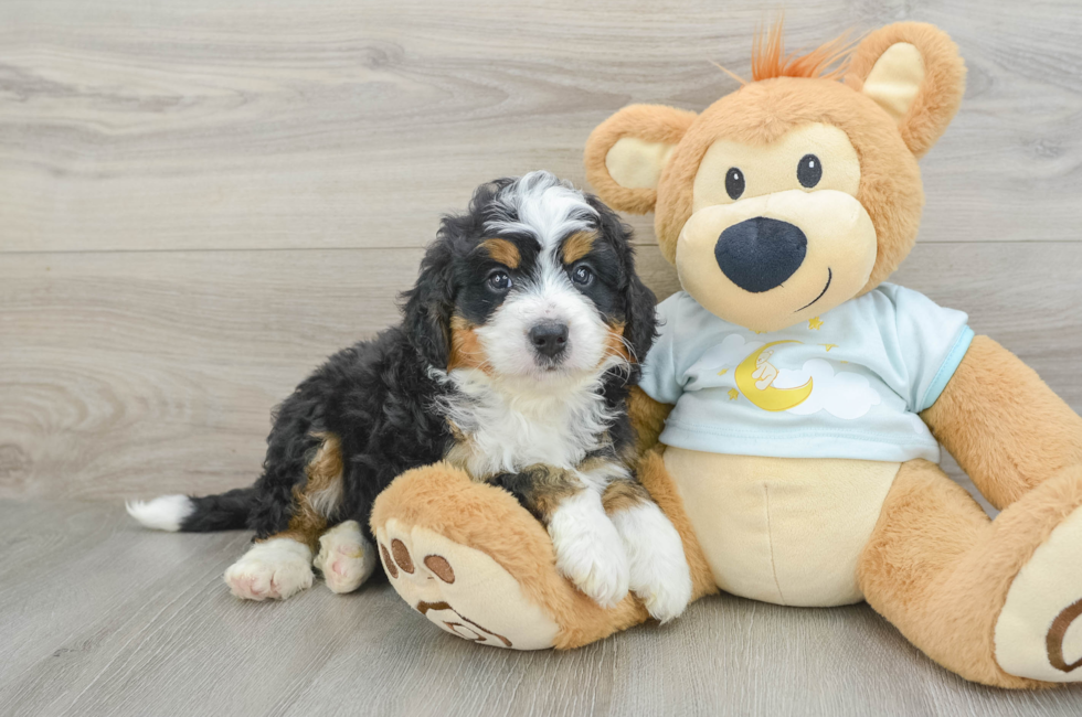 6 week old Mini Bernedoodle Puppy For Sale - Florida Fur Babies