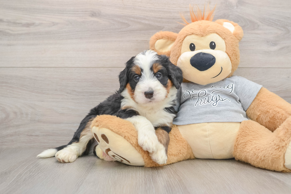 Mini Bernedoodle Pup Being Cute