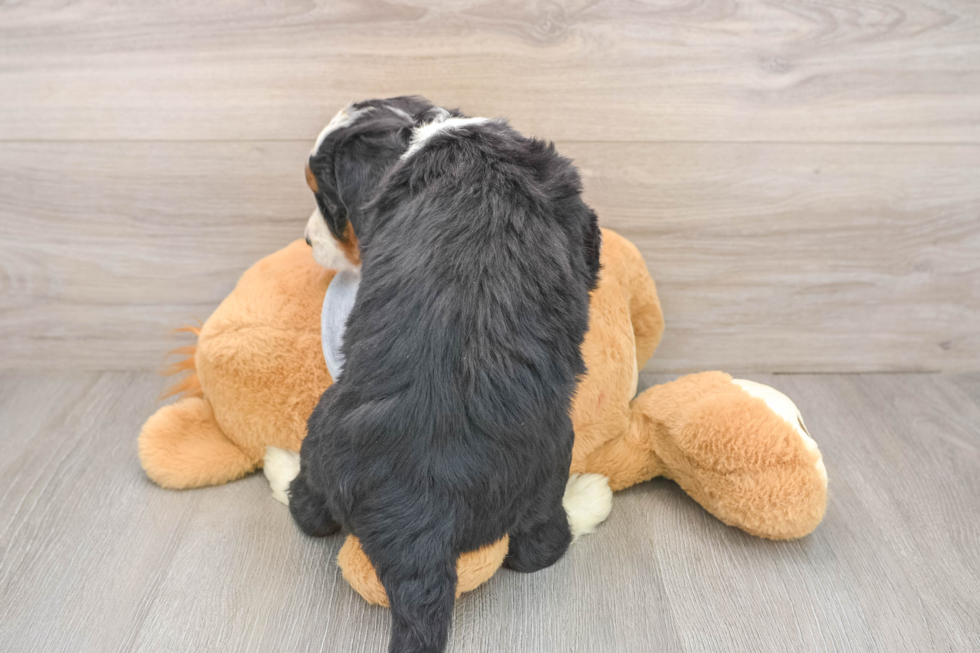 Fluffy Mini Bernedoodle Poodle Mix Pup