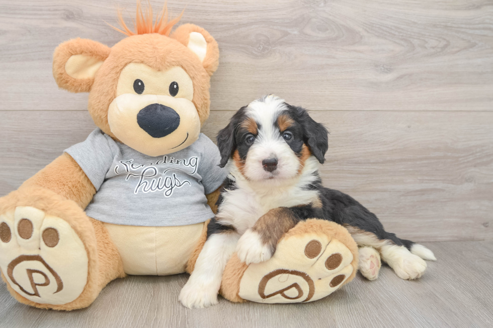 Fluffy Mini Bernedoodle Poodle Mix Pup
