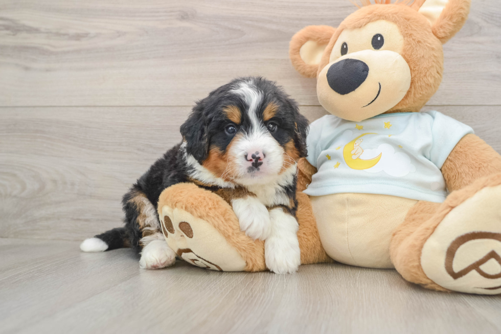 Popular Mini Bernedoodle Poodle Mix Pup