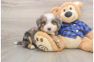 Best Mini Bernedoodle Baby