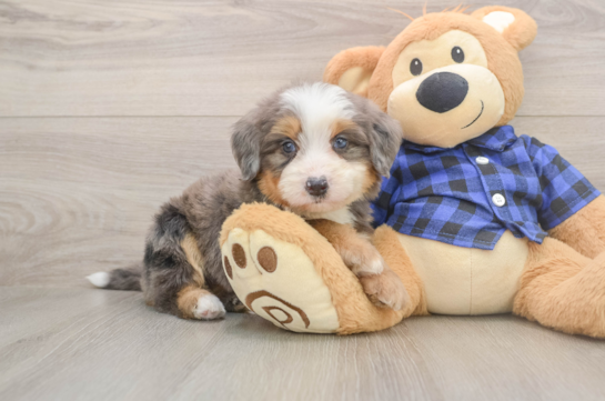 Best Mini Bernedoodle Baby