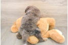 Best Mini Bernedoodle Baby