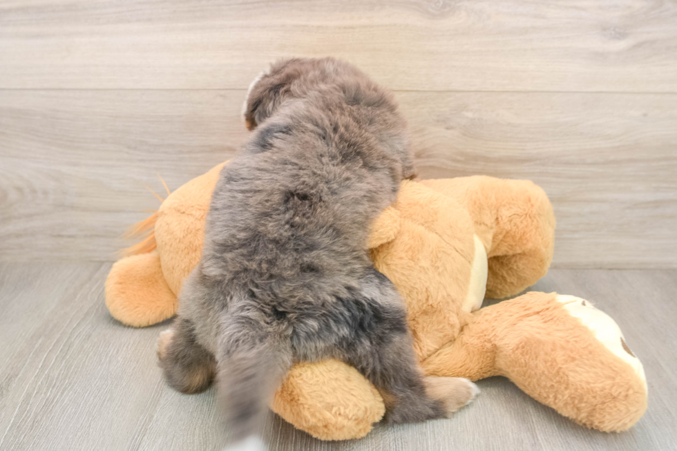 Best Mini Bernedoodle Baby