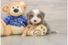 Adorable Mini Bernesedoodle Poodle Mix Puppy