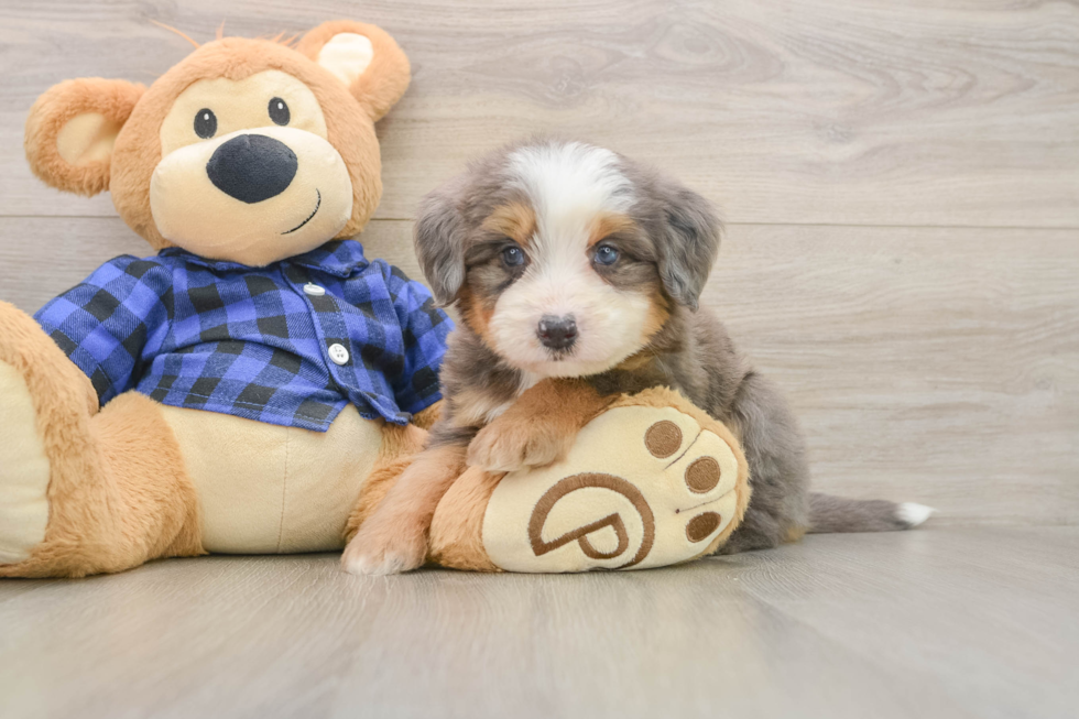 Adorable Mini Bernesedoodle Poodle Mix Puppy
