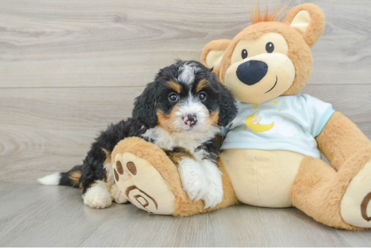 Best Mini Bernedoodle Baby