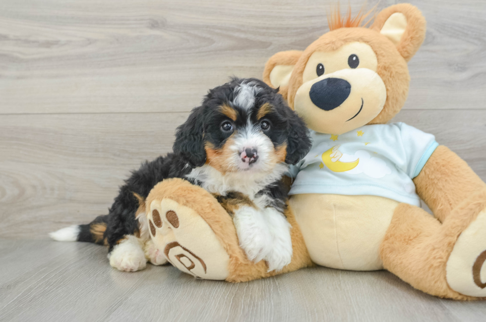 6 week old Mini Bernedoodle Puppy For Sale - Florida Fur Babies