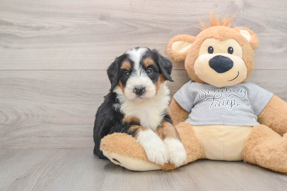 Popular Mini Bernedoodle Poodle Mix Pup