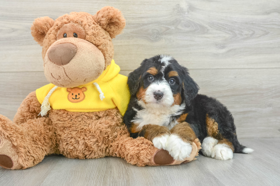 Best Mini Bernedoodle Baby