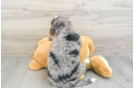 Fluffy Mini Bernedoodle Poodle Mix Pup