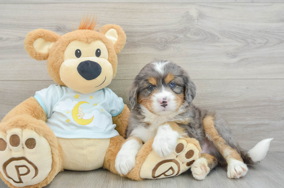 5 week old Mini Bernedoodle Puppy For Sale - Florida Fur Babies