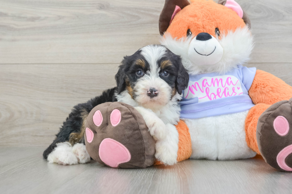 6 week old Mini Bernedoodle Puppy For Sale - Florida Fur Babies