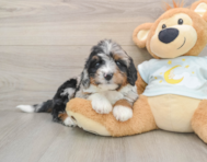 7 week old Mini Bernedoodle Puppy For Sale - Florida Fur Babies