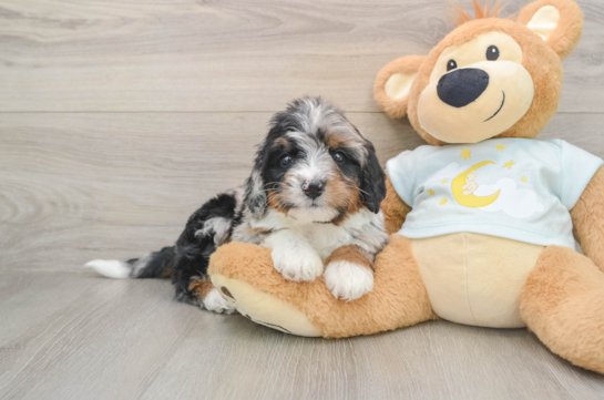 Mini Bernedoodle Puppy for Adoption
