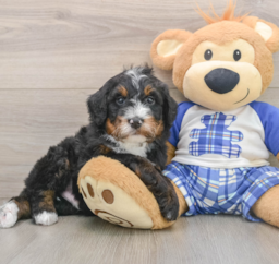 7 week old Mini Bernedoodle Puppy For Sale - Florida Fur Babies