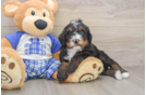 Small Mini Bernedoodle Baby