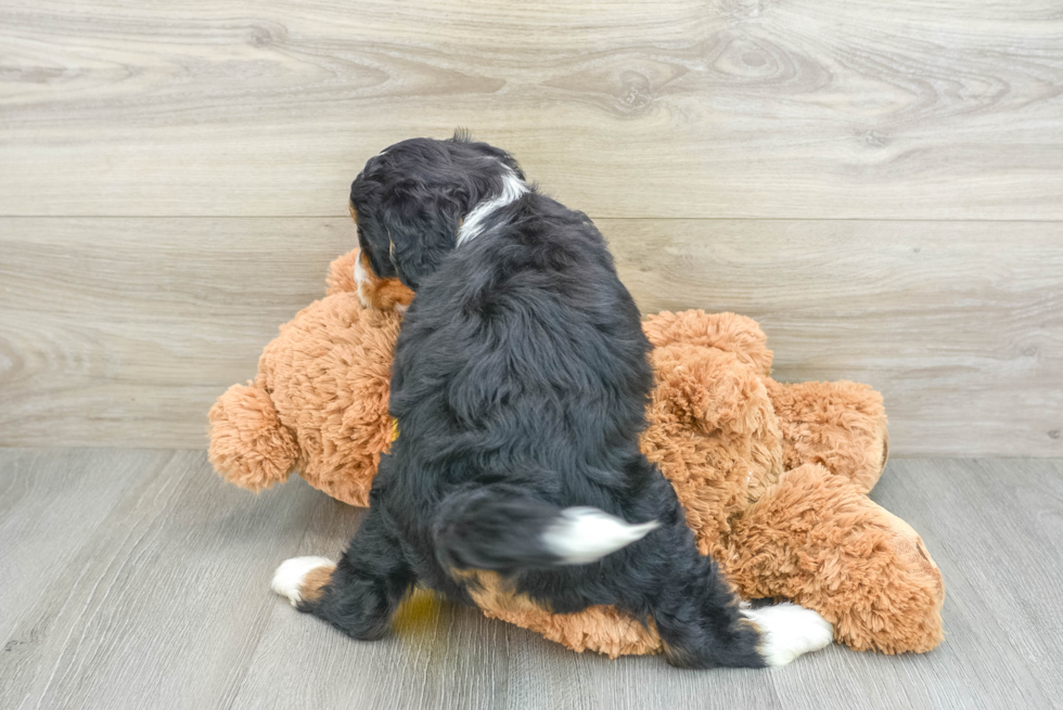 Smart Mini Bernedoodle Poodle Mix Pup