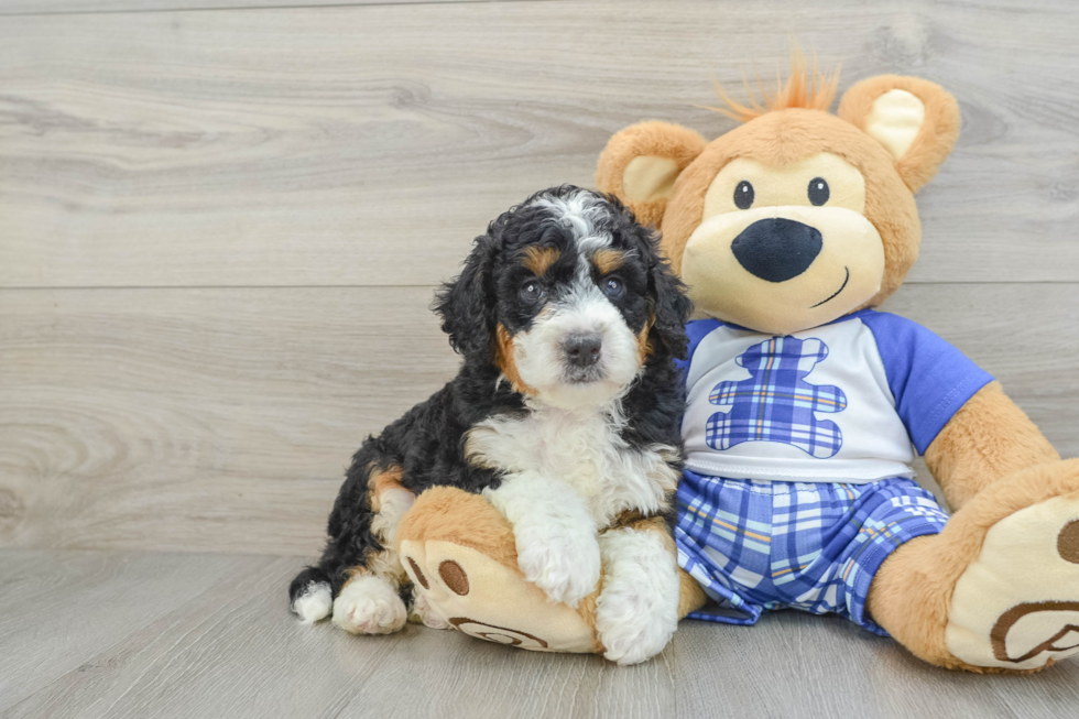 Sweet Mini Bernedoodle Baby