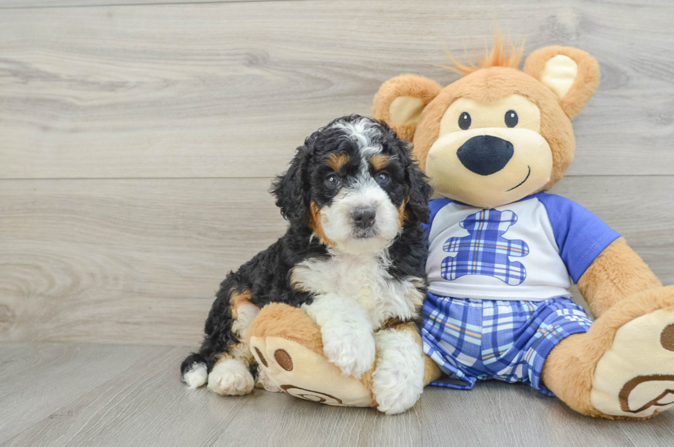 5 week old Mini Bernedoodle Puppy For Sale - Florida Fur Babies