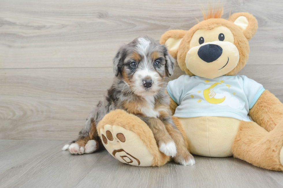 Fluffy Mini Bernedoodle Poodle Mix Pup