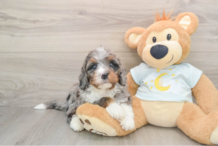 Fluffy Mini Bernedoodle Poodle Mix Pup