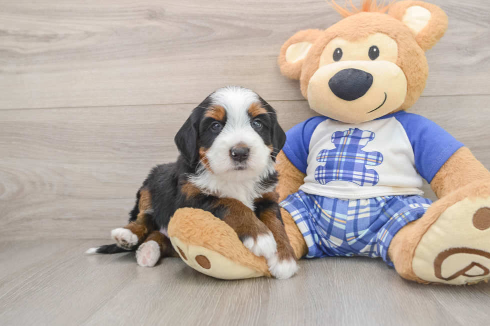 Friendly Mini Bernedoodle Baby