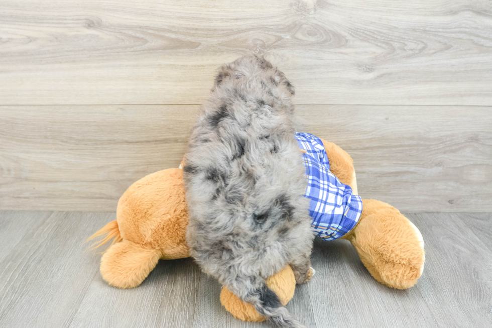 Sweet Mini Bernedoodle Baby