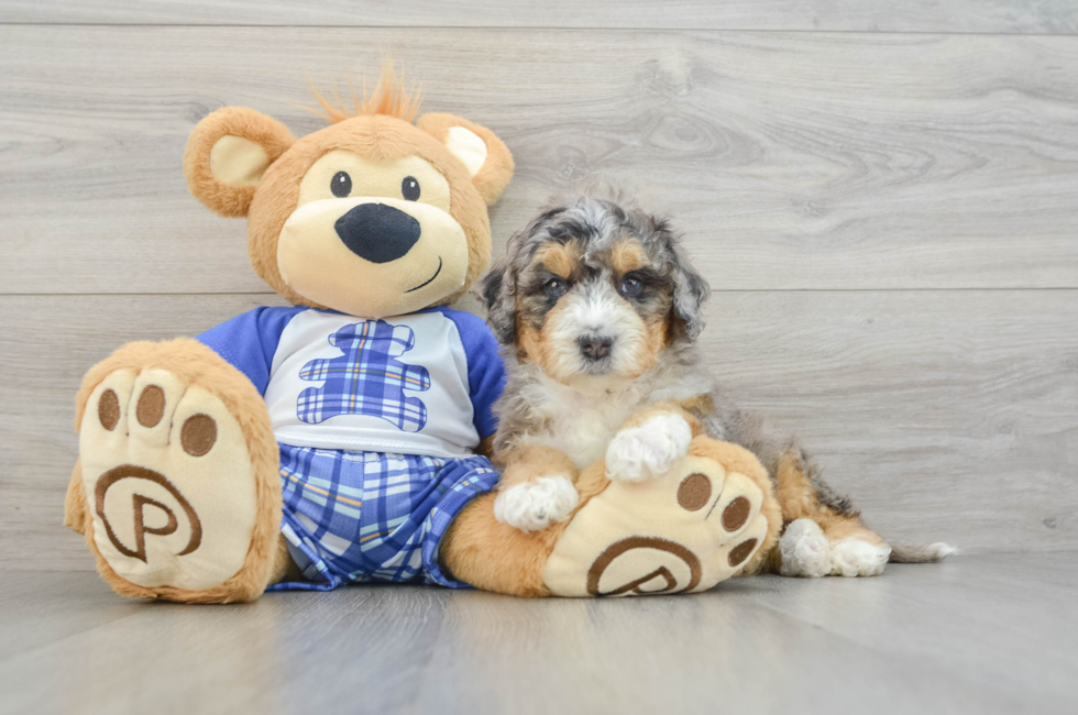 5 week old Mini Bernedoodle Puppy For Sale - Florida Fur Babies