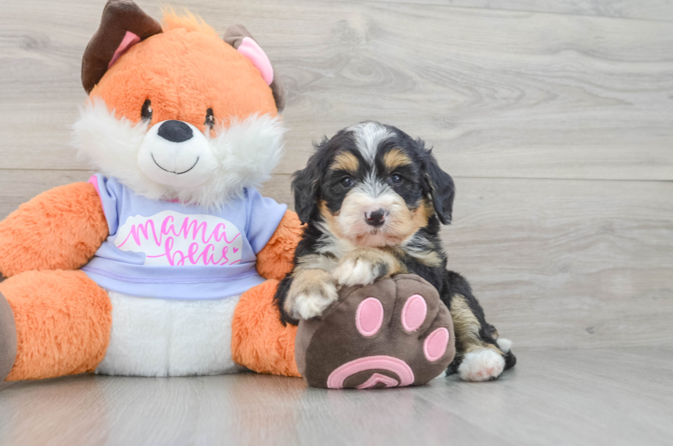 6 week old Mini Bernedoodle Puppy For Sale - Florida Fur Babies