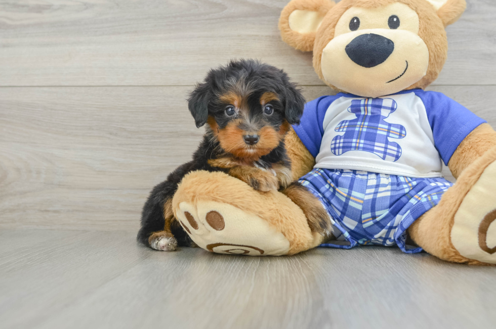 6 week old Mini Bernedoodle Puppy For Sale - Florida Fur Babies