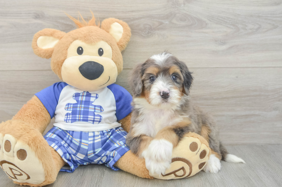 5 week old Mini Bernedoodle Puppy For Sale - Florida Fur Babies
