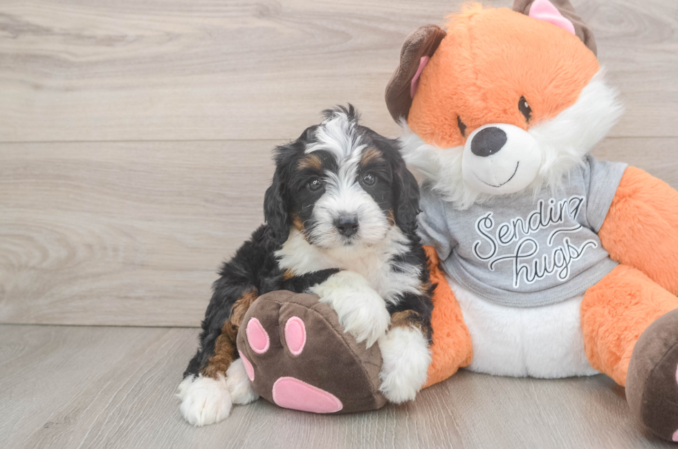 6 week old Mini Bernedoodle Puppy For Sale - Florida Fur Babies