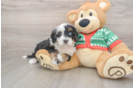 Mini Bernedoodle Pup Being Cute