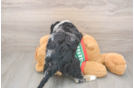 Mini Bernedoodle Pup Being Cute