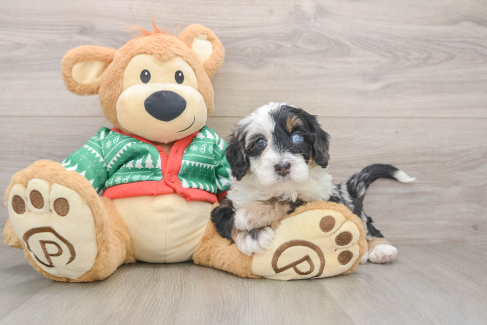 Mini Bernedoodle Pup Being Cute