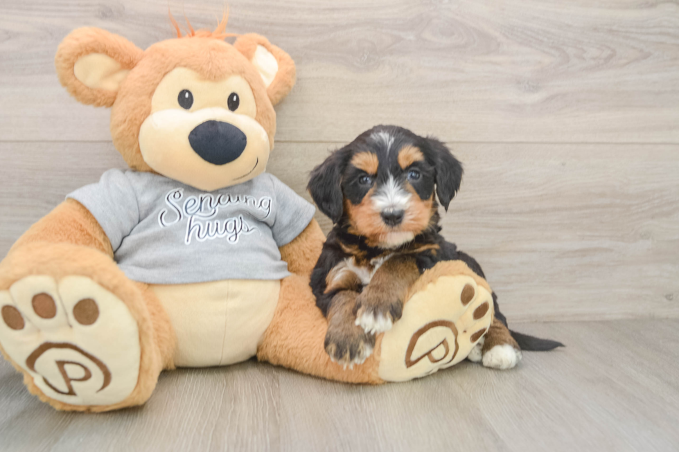 Best Mini Bernedoodle Baby
