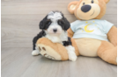 Playful Mini Bernesepoo Poodle Mix Puppy